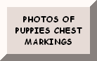 CLICK HERE TO SEE PUPPY'S CHEST MARKINGS